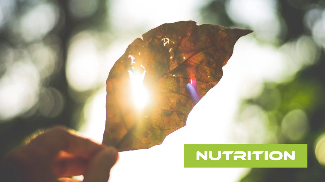 Blatt mit Sonnenlicht im Hintergrund